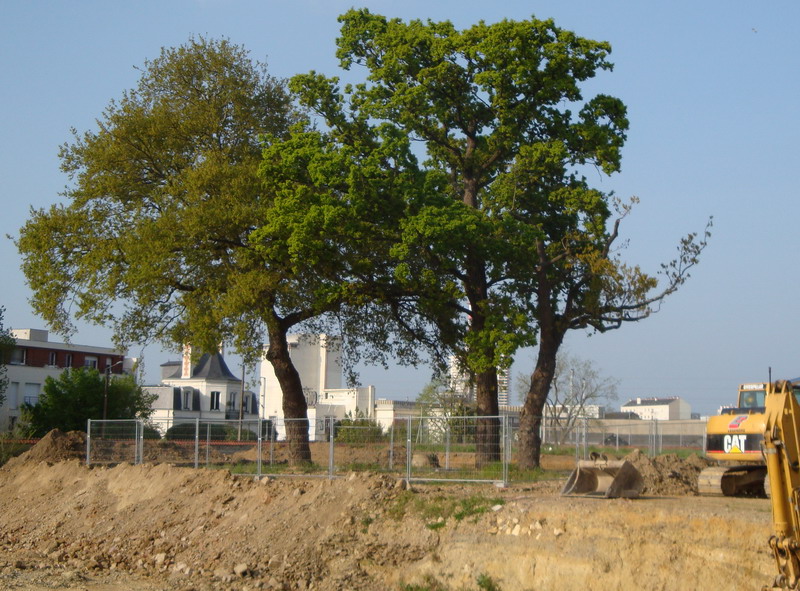 arbre projet aménagement