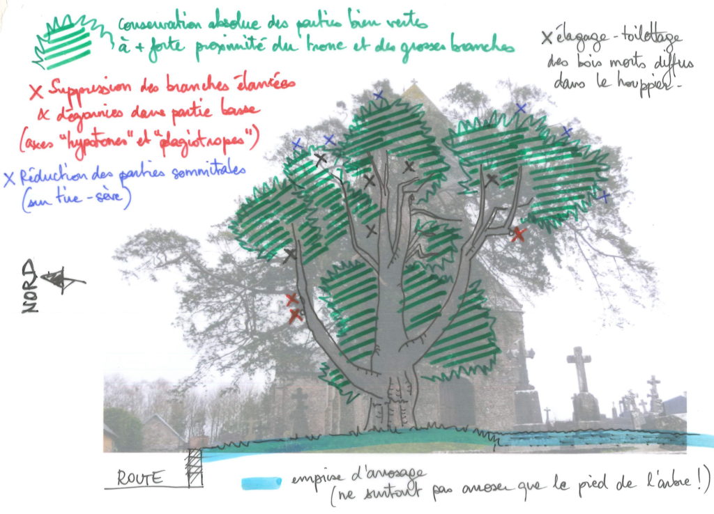 plan d'arbres