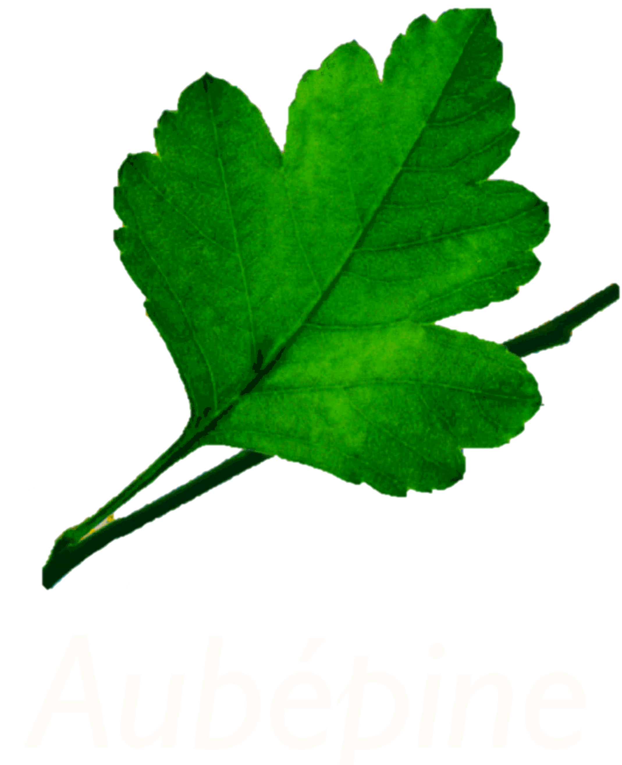 Aubépine