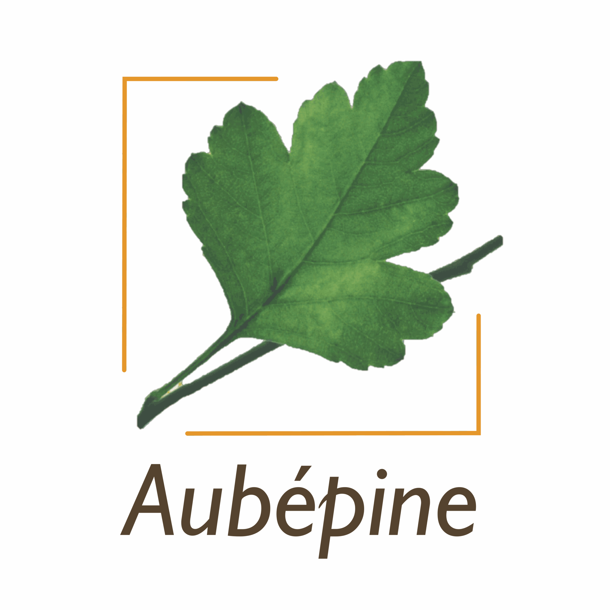 Aubepine