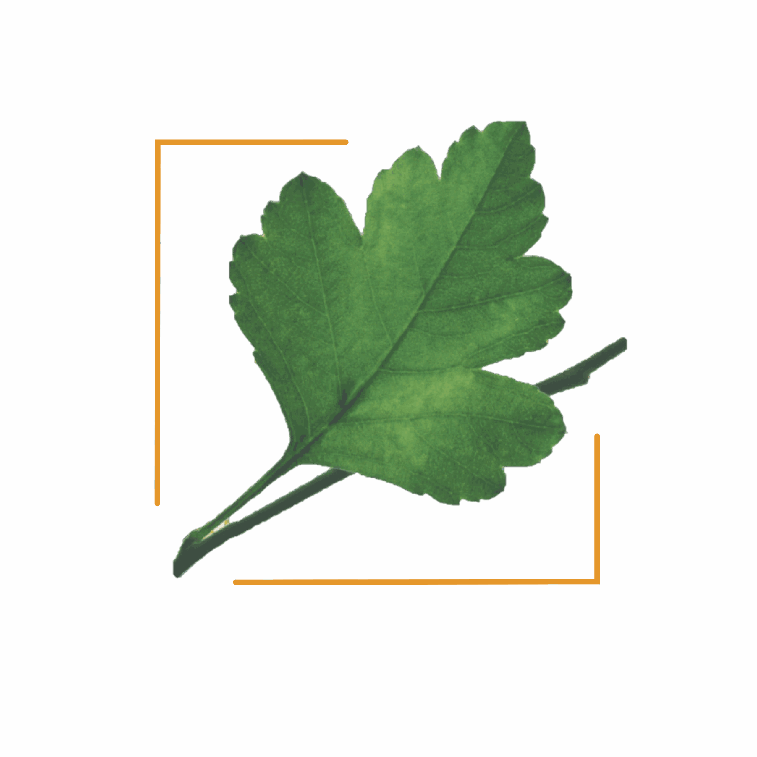 Aubépine