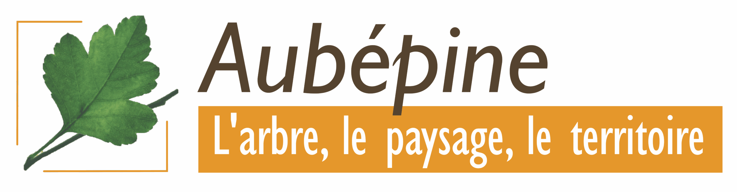 Aubépine